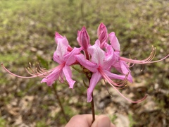 Rhododendron prinophyllum