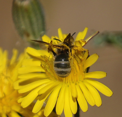Lasioglossum titusi