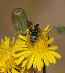 Lasioglossum titusi