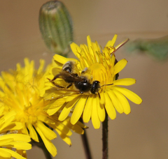 Lasioglossum titusi