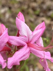 Rhododendron prinophyllum