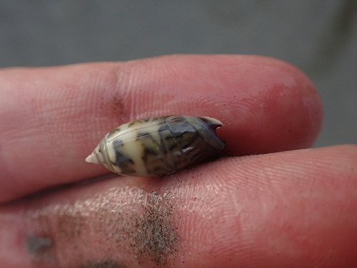 Oliva undatella observed 2026-08-07