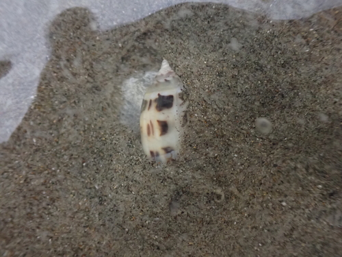 Oliva undatella observed 2026-08-07