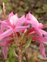 Rhododendron prinophyllum