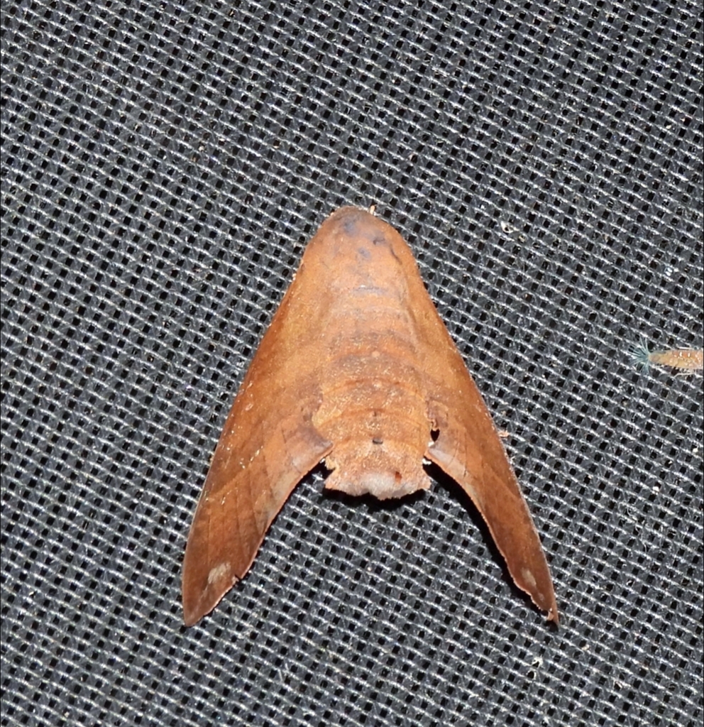 Pachygonidia caliginosa