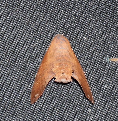 Pachygonidia caliginosa