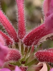 Rhododendron prinophyllum