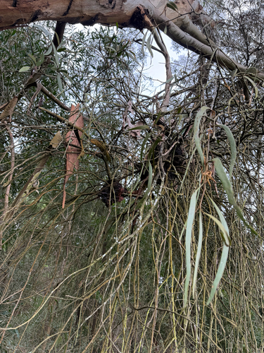 drooping mistletoe
