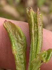 Rhododendron prinophyllum