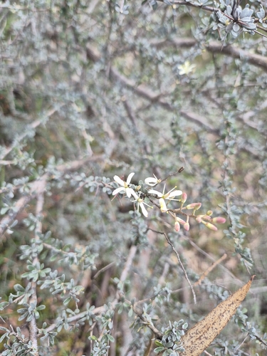 hairy Bursaria