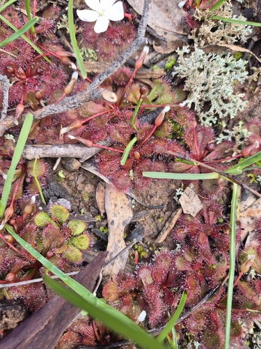 scented sundew