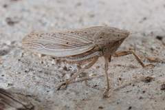 Prairiana