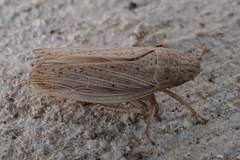Prairiana