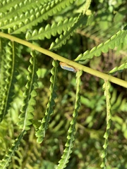 Oncometopia nigricans