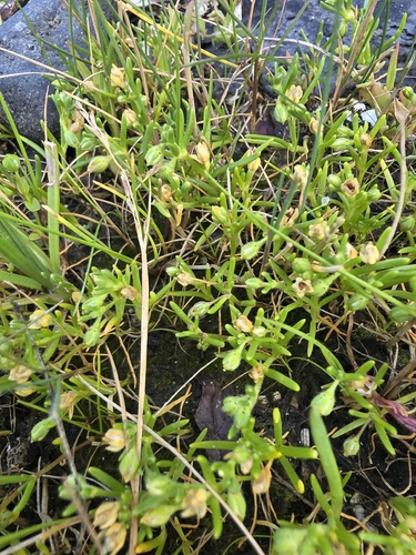 Spergularia canadensis, 2026-08-10