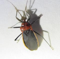 Rhiginia cinctiventris