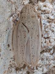Prairiana