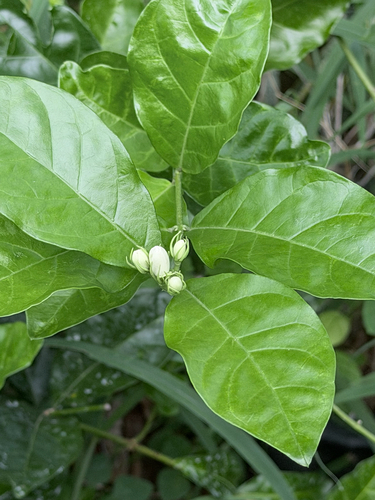 Jasminum sambac observed 2026-08-12