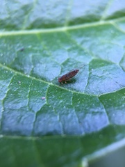 Trioza brevigenae