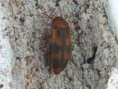 Diclidia
