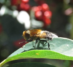 Palpada ruficeps