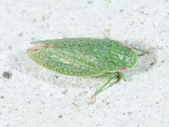 Rugosana
