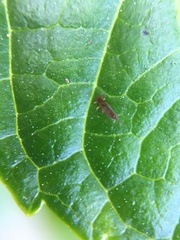 Trioza brevigenae