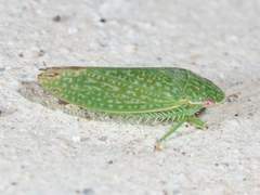 Rugosana