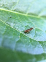 Trioza brevigenae