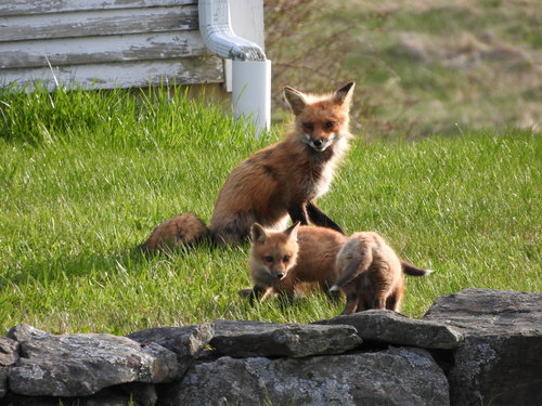 Red Fox photographed in Maine