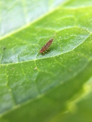 Trioza brevigenae