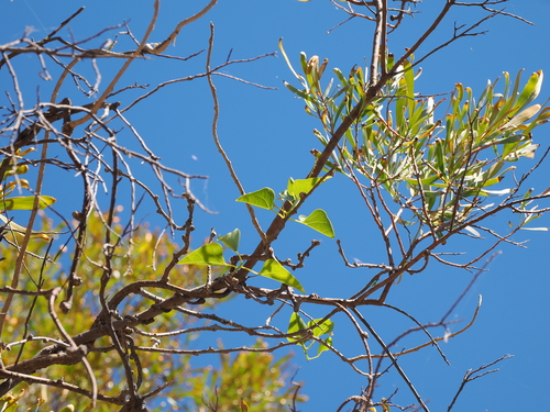 Tinospora smilacina, photograph 3