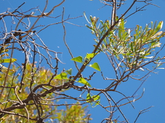Lucas Christofides, CC BY, iNaturalist via GBIF Tinospora smilacina, photograph Lucas Christofides, CC BY, iNaturalist via GBIF
