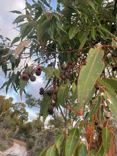 Jarrah