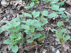 Schisandra chinensis
