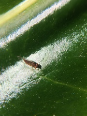 Trioza brevigenae