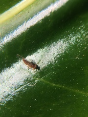 Trioza brevigenae