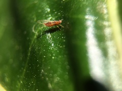 Trioza brevigenae