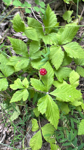 dwarf raspberry