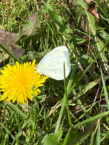 Mustard White