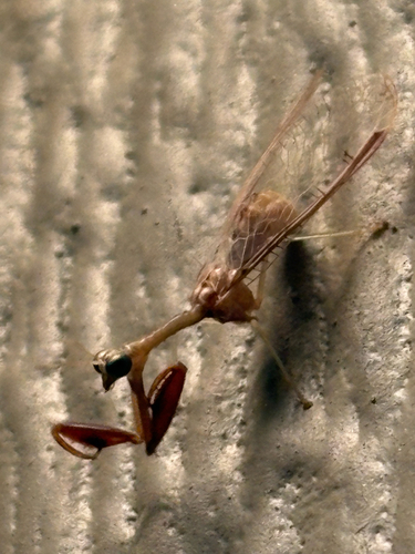 Four-spotted Mantisfly