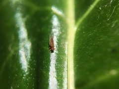 Trioza brevigenae
