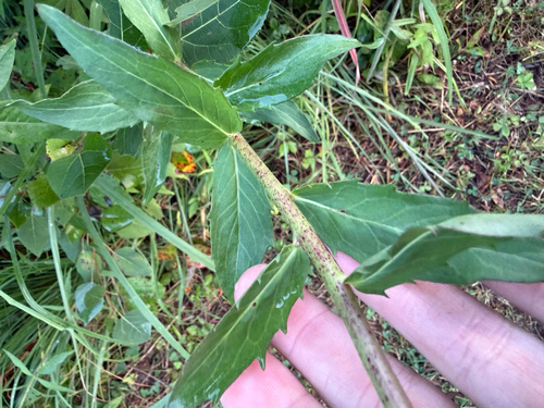 Hieracium laevigatum, 2026-08-11