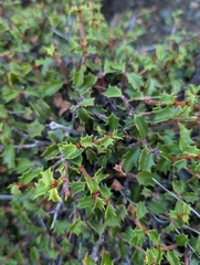 Ceanothus jepsonii, photograph author not stated, no rights reserved