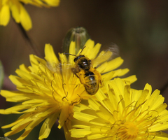 Lasioglossum titusi