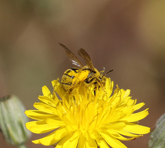 Lasioglossum titusi
