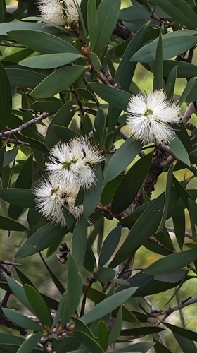 Melaleuca cajuputi observed 2026-08-10