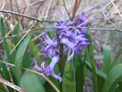 Hyacinthus