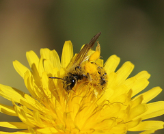 Lasioglossum titusi