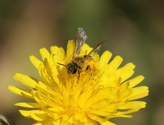 Lasioglossum titusi